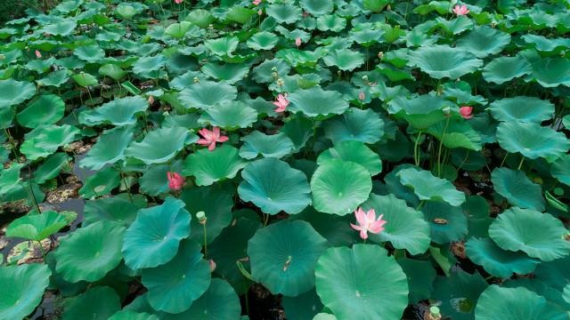 牛宝宝正月出生五行缺什么，牛宝宝取名大全2022 款