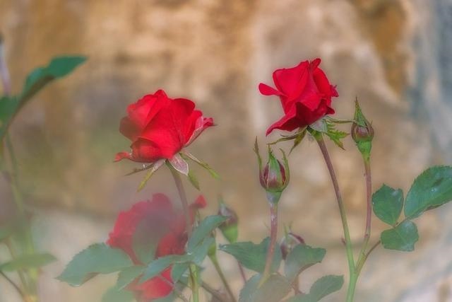 022年牛的运势及运程,属牛人2022年全年运势"