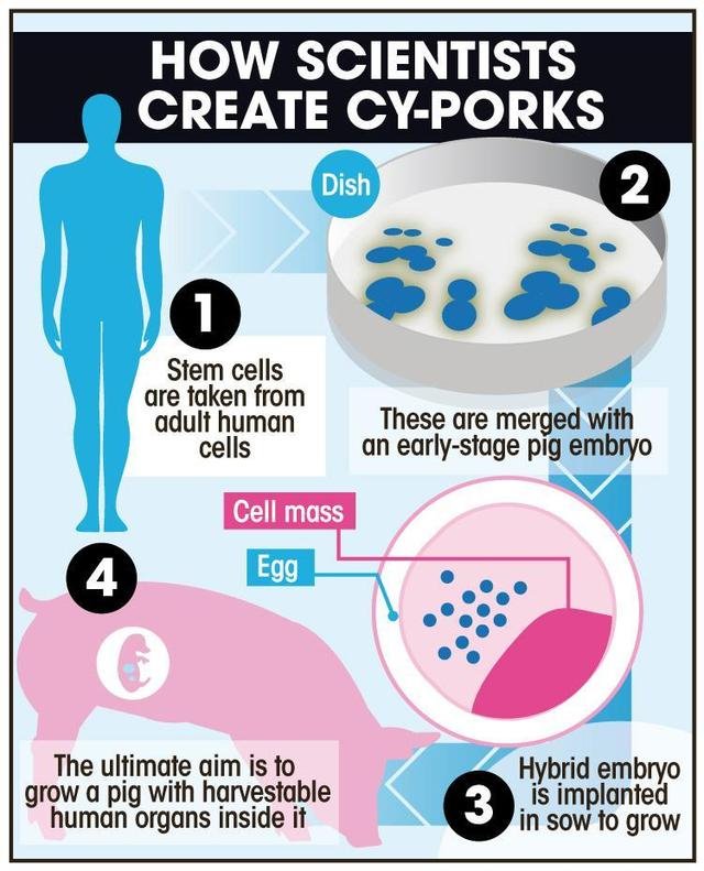 有多少猪猴在一起结婚的，92猴金命95猪火命能结婚么