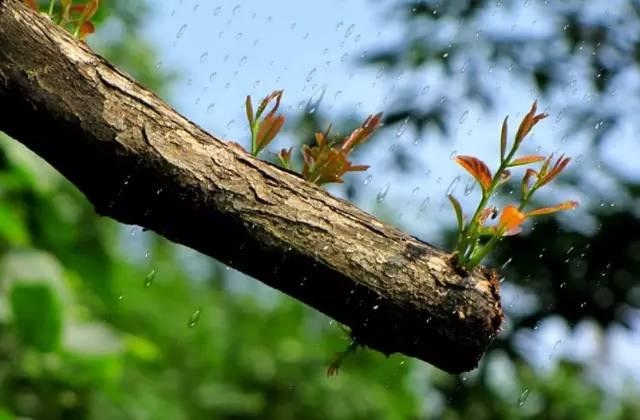 八字木旺的人特征，八字火旺的人特征