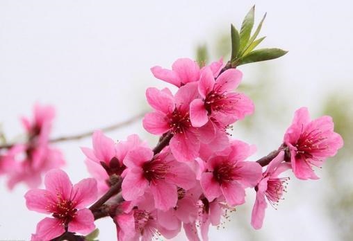 八字真能看出复合吗，算命说没缘分就一定没缘分吗