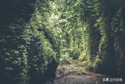 日历生肖相冲查询表，查今日生肖相冲