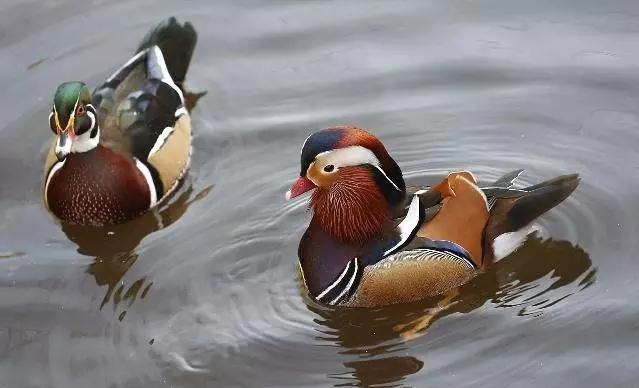 测试一下我会离婚吗，免费算自己会不会离婚