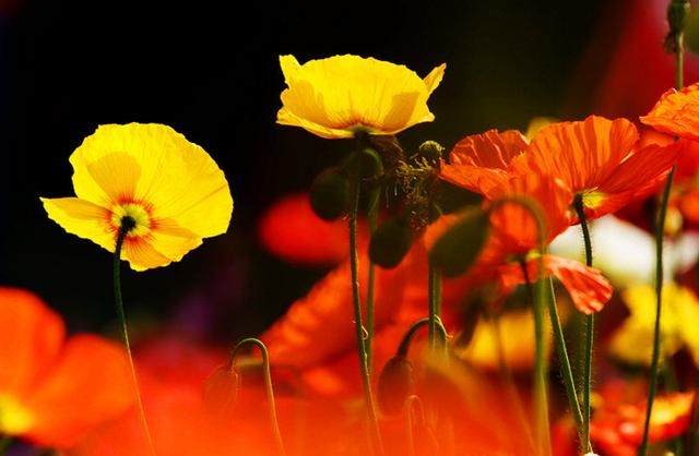 伤官大运有什么特征，男命行伤官大运