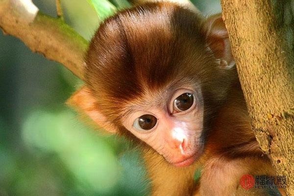 8年属虎的女人和什么属相最配,98年属虎女几岁结婚好"