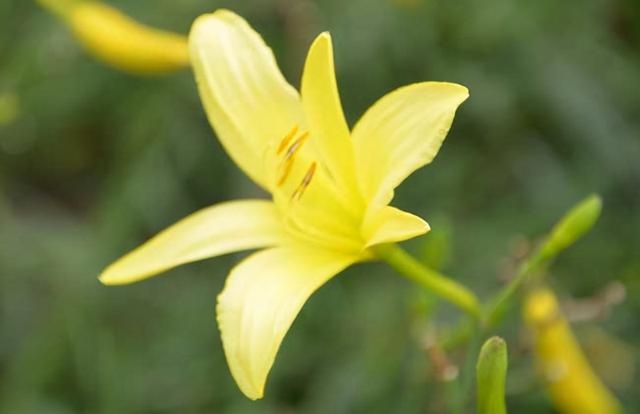 女命身弱往往是好命，女命身旺比劫重