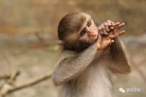 980年属猴2022年运势，1980年腊月属猴女2022年命运"