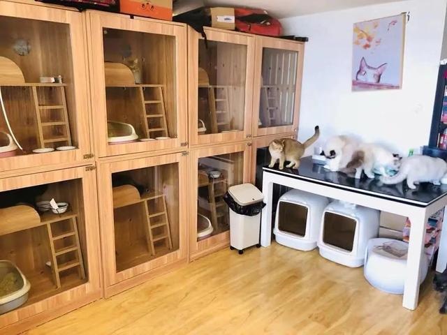 羊狗一窝必定富，女属羊是几月份克夫