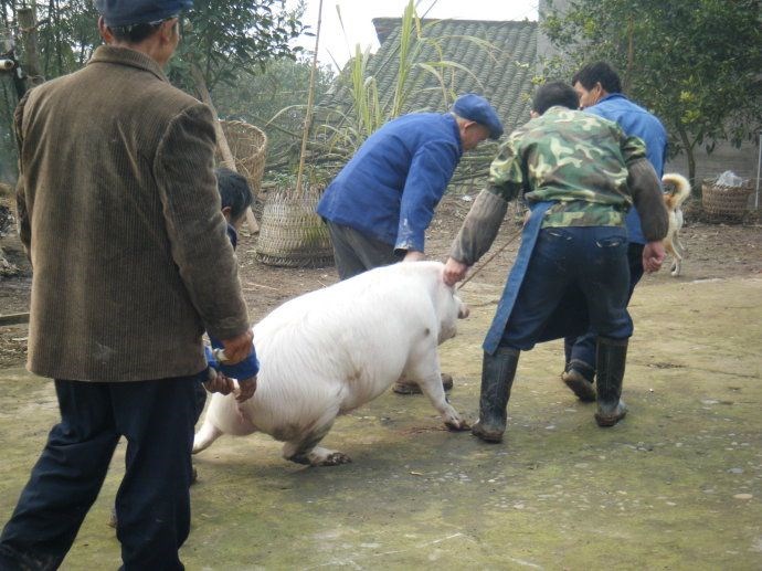 995年猪一生有几次劫难,属猴人一生三大的劫难"