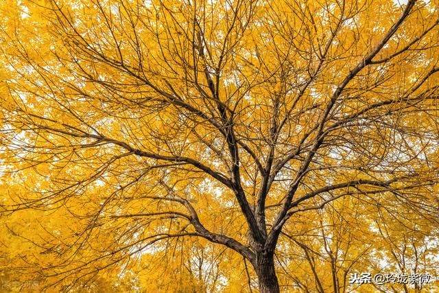 紫微十四主星最厉害组合，武曲化忌的人最可怕