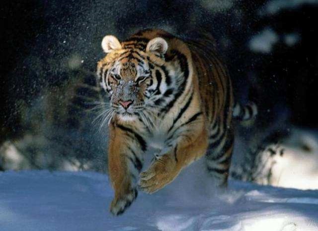 月虎的一生命运如何,2022