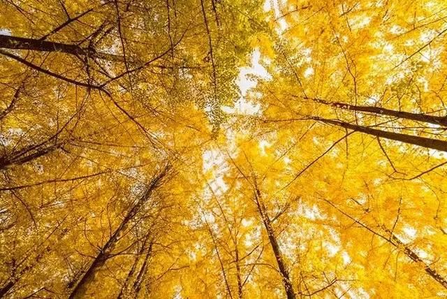 有人五行一样不缺的吗，五行都不缺的女生的命理