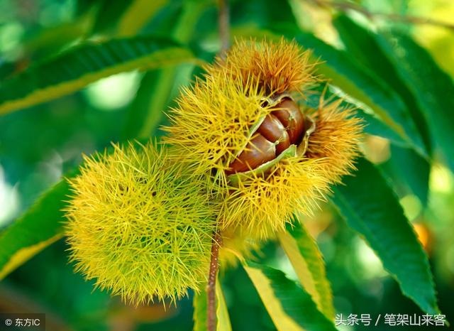 旺夫和克夫的特征，女生旺夫的特征