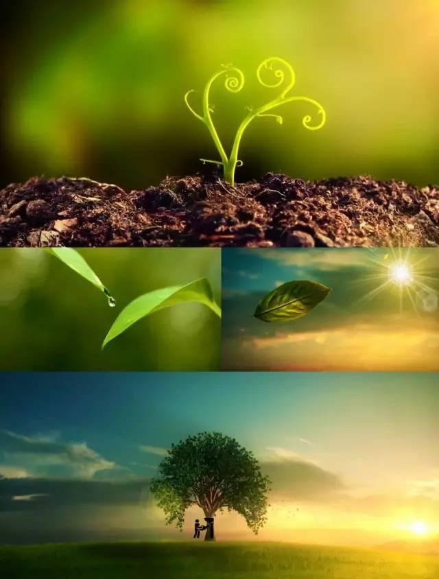 寅木的根是什么，丙火最喜的地支