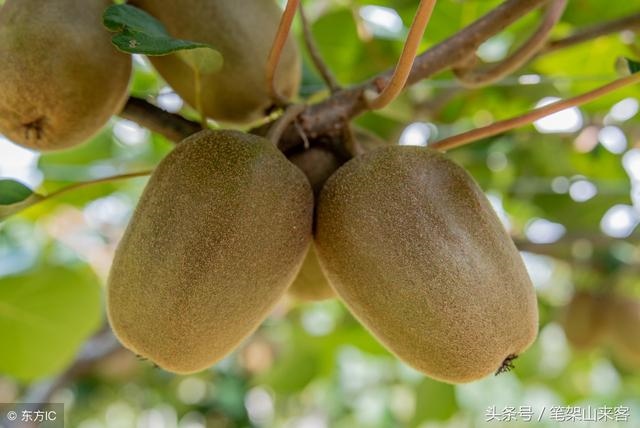 旺夫和克夫的特征，女生旺夫的特征