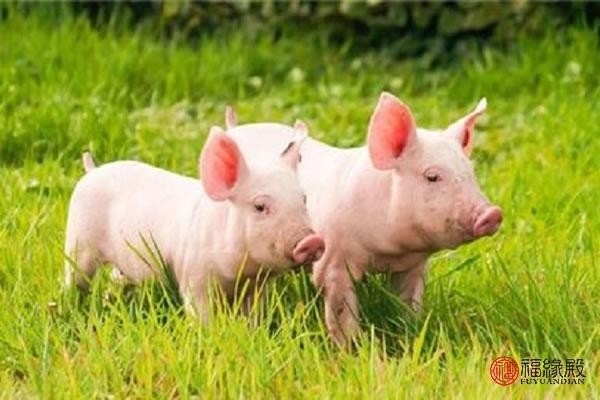 属虎男和属猪女婚姻相配吗，男属鸡的和什么属相最配