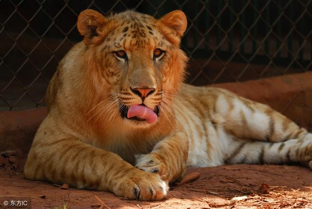 正月的虎怎么样，正月虎为何不做事不顺利