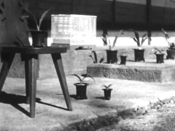 免费名字相配合不合，蛇和龙属相合不合