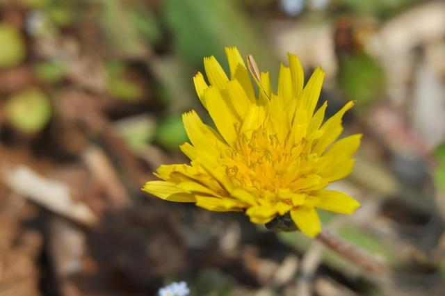 女命身弱往往是好命，女命身旺比劫重