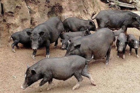 3属猪的未来10年大揭秘，1983年属猪2022