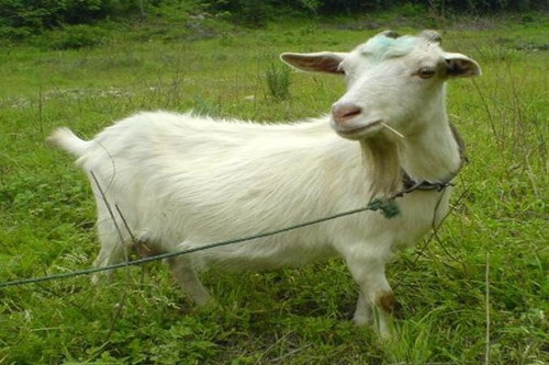 属羊的今年二十几岁,属羊的今年几岁对照表