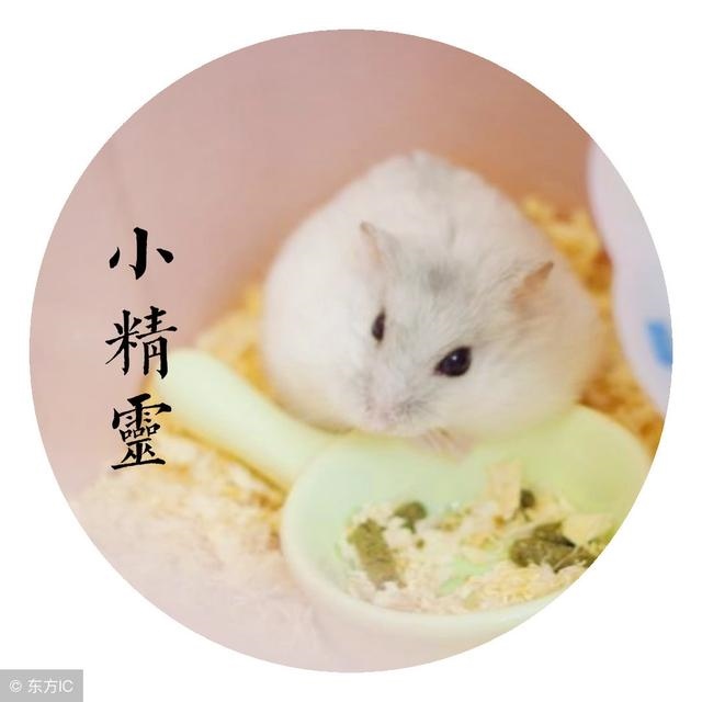 955年属羊晚年婚姻运势,55年属羊的晚年命好吗"