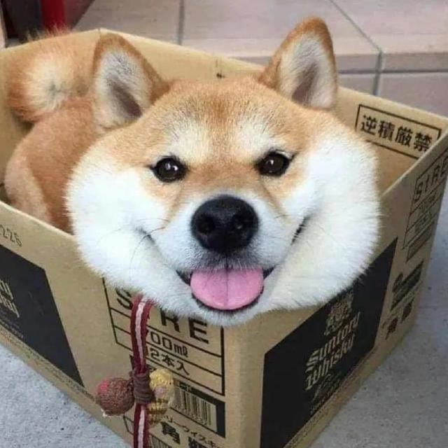 老虎的可爱昵称，给老虎取名好听的名