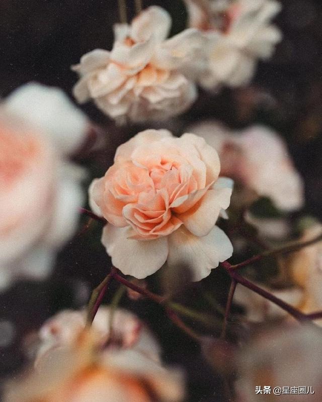 走进白羊男内心的女人，白羊男认定老婆的表现