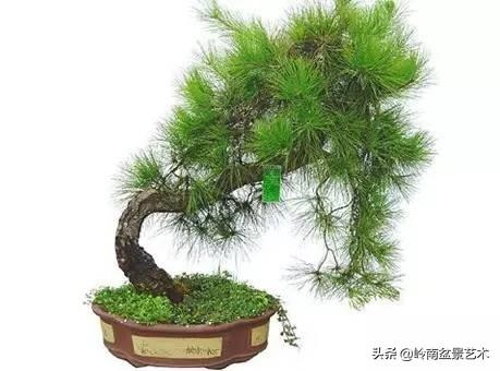 属虎的客厅摆什么旺财，属虎客厅摆放什么旺财