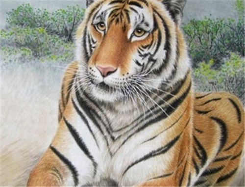 属虎男孩好不好，虎年的男人是怎么样的