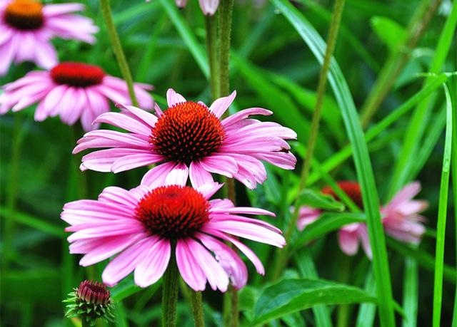 属猴男人更佳妻子，属猴男喜欢主动的女人