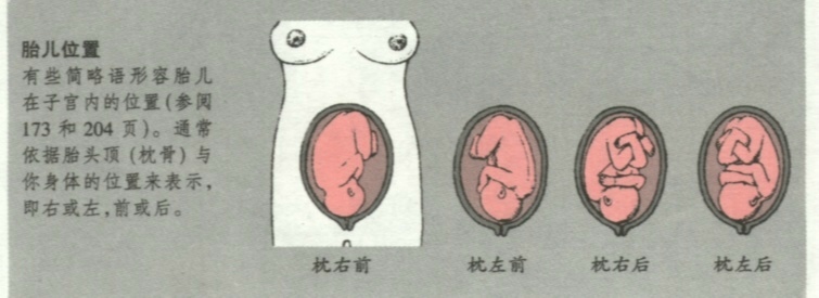 一定怀男孩的 *** 如下，想生男孩需要的孕前准备