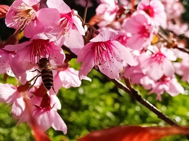 冲兔辛卯煞东怎么化解，冲兔辛卯煞东啥意思