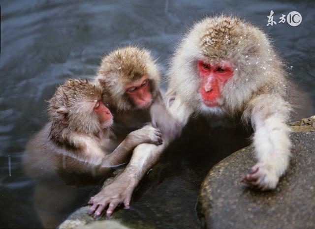 2年几月属猴女命苦,剑锋金命更佳婚配"