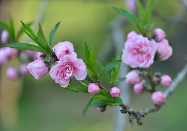 属猴男人更佳妻子，属猴男喜欢主动的女人