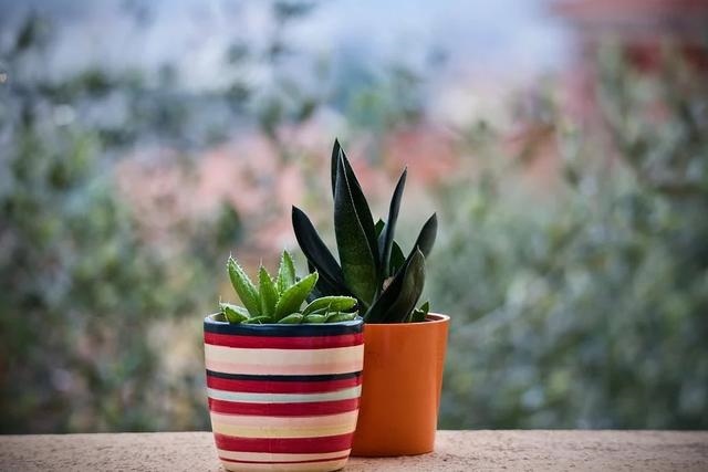 8年的女猴命运及婚姻，68年属猴女的婚姻状况"