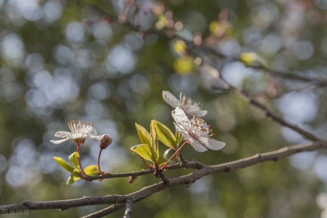 属虎的人最怕出生在几月，属虎的几点出生凶