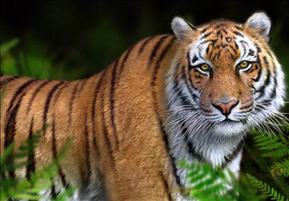 属虎女最珍惜哪种男人,74年属虎女人容易出轨