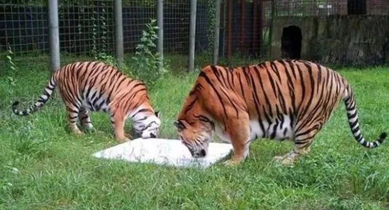 962年虎人寿命，62年属虎的有几次婚姻"