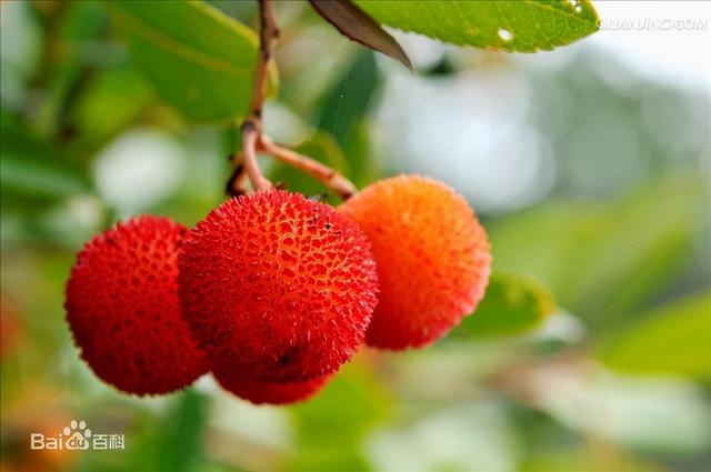 什么叫冲虎庚寅煞南，冲虎庚寅煞南怎么解