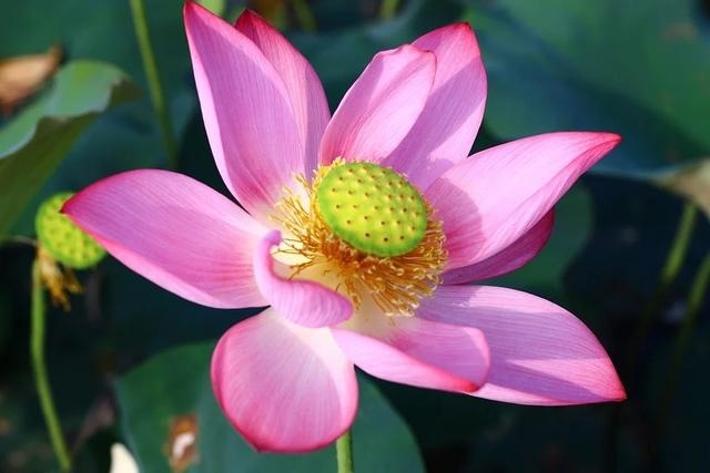 8年的女猴命运及婚姻，68年属猴女的婚姻状况"