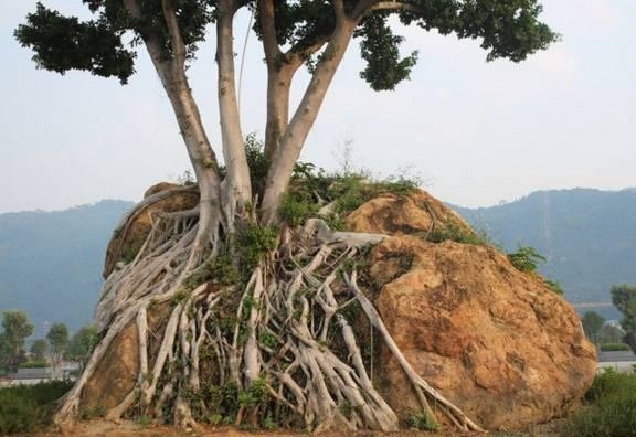 寅木的根是什么，丙火最喜的地支