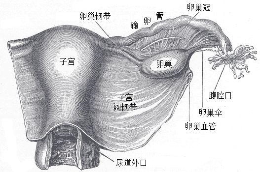 想生男孩人工受孕更好，人工受孕是自己的孩子吗
