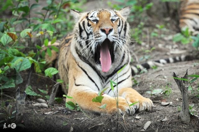 986年属虎何时走大运，1986年属虎什么时候行大运"