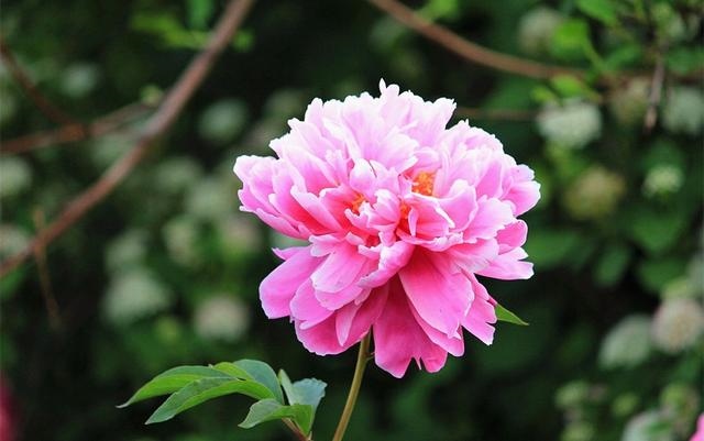 属猴男人更佳妻子，属猴男喜欢主动的女人