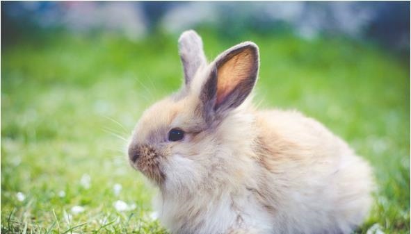 属兔的今年可能多少岁，2022 属龙今年多少岁了