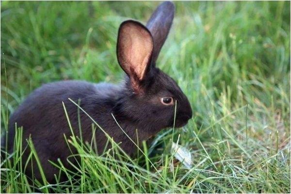 七五年的兔是什么命，七五年属兔的是什么命