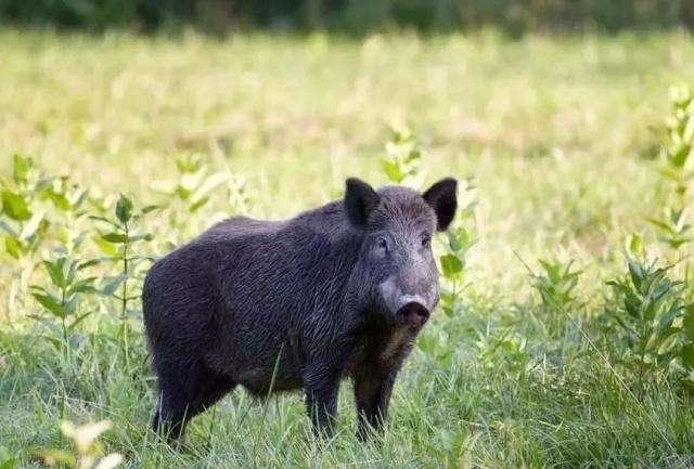 属猪和属龙的婚姻怎么样拾运 ，属鼠的和什么属相最配