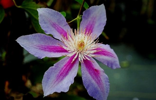 伤官大运有什么特征，男命行伤官大运