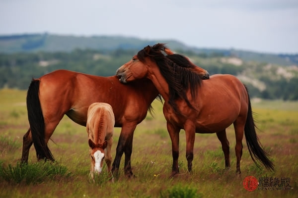 男属马女属虎相配吗婚姻合吗，1990男马1992女猴相配